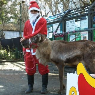 羽村市動物公園 クリスマス記念撮影 トナカイと写真を写そう 開催 観光経済新聞