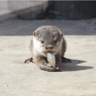 横浜 八景島シーパラダイス コツメカワウソの赤ちゃんを公開