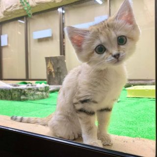 トリップアドバイザー 日本人に人気の動物園 水族館ランキング 発表