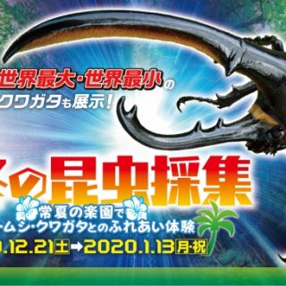 スパリゾートハワイアンズ 冬休みイベント 真冬の昆虫採集 開催 観光経済新聞