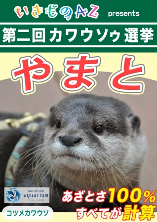 サンシャイン水族館やまと 第二回カワウソゥ選挙のマニフェスト発表 観光経済新聞