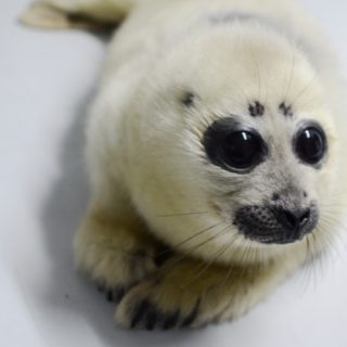 サンシャイン水族館でバイカルアザラシの赤ちゃんが誕生