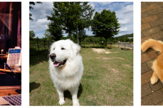 楽天トラベル 年全国の宿自慢の 看板犬ランキング 発表