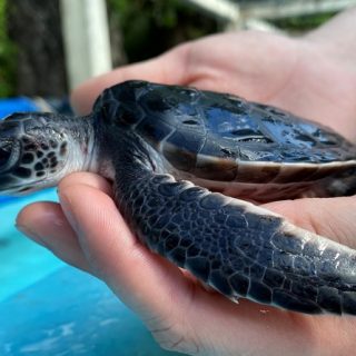 すみだ水族館 アオウミガメの赤ちゃんを一般公開 観光経済新聞