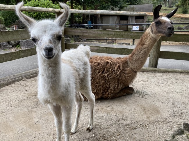 伊豆シャボテン公園でラマの赤ちゃん誕生