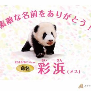 アドベンチャーワールドのパンダの赤ちゃんの名前が 彩浜 さいひん に決定 観光経済新聞