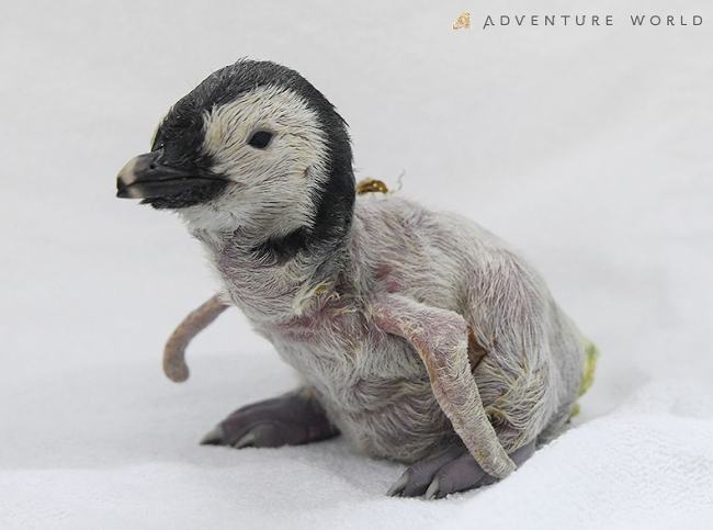 アドベンチャーワールドでエンペラーペンギンの赤ちゃん誕生 観光経済新聞