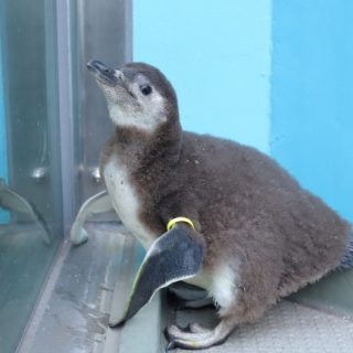 しながわ水族館 赤ちゃんペンギンの愛称投票キャンペーン開始 観光経済新聞