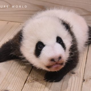 アドベンチャーワールド パンダの赤ちゃん出生当時 生後1か月 生後2か月の写真公開
